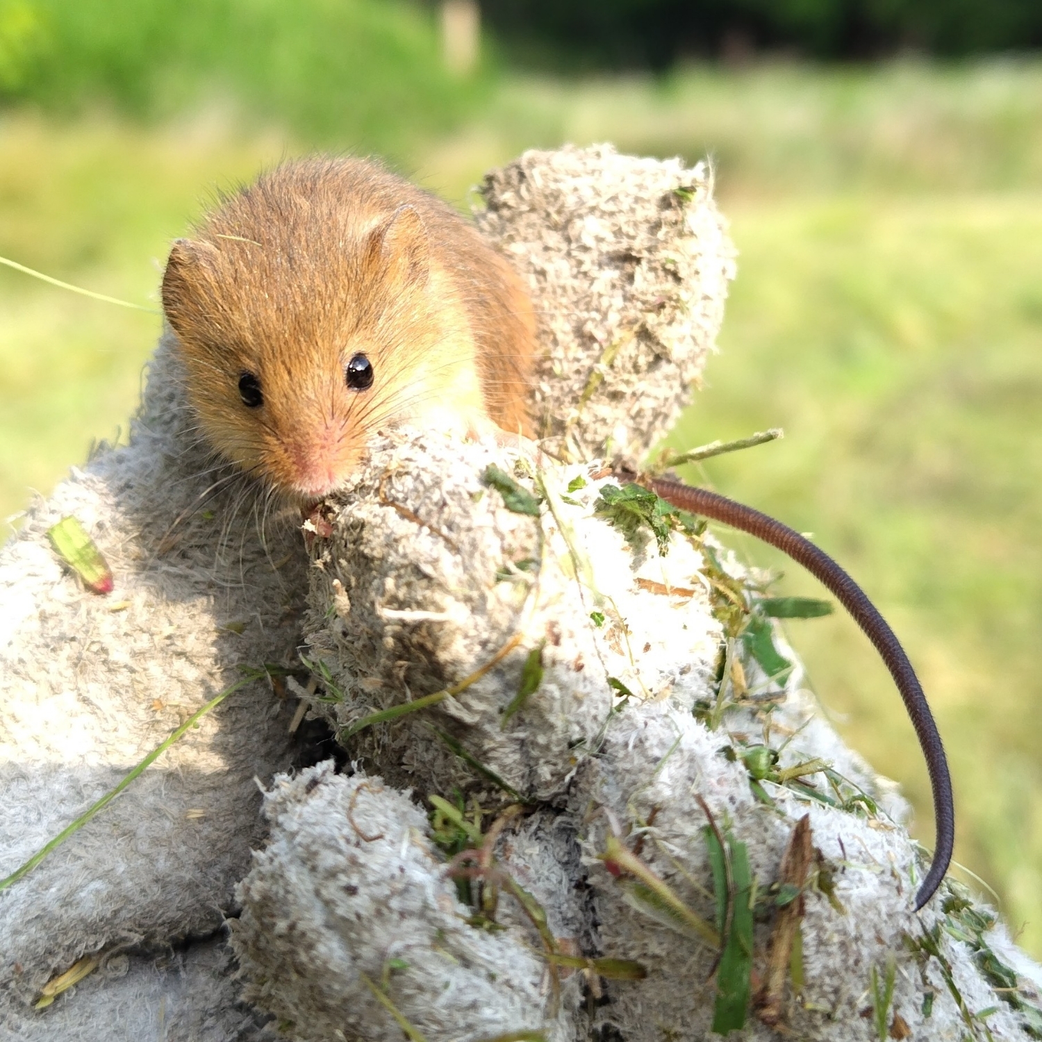 カヤネズミ（Photo by のすり）