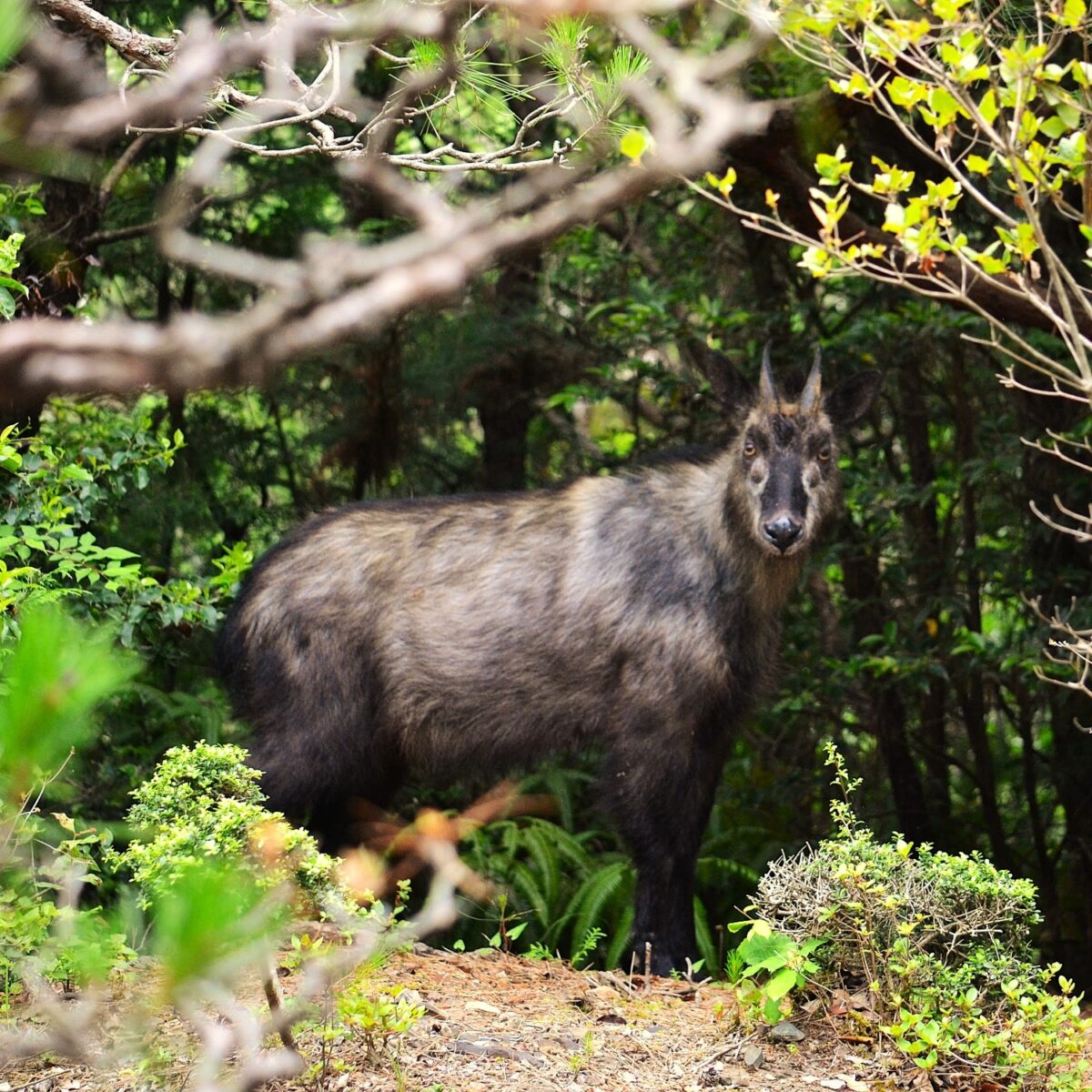 ニホンカモシカ（Photo by kamakilas01）