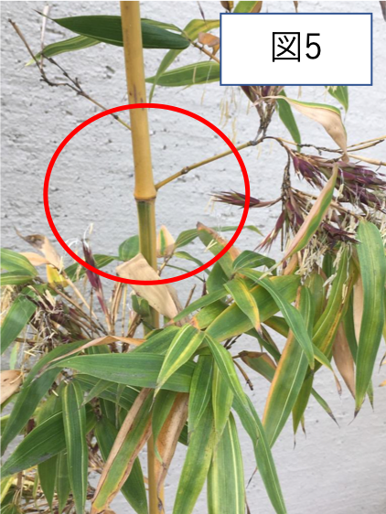 1年に一度 竹の 一斉開花 現象 株式会社バイオーム