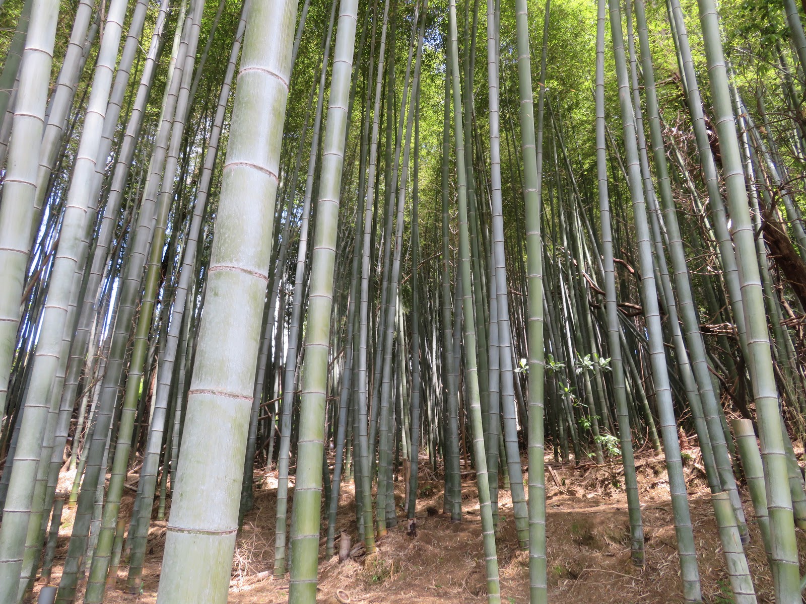 1年に一度 竹の 一斉開花 現象 株式会社バイオーム