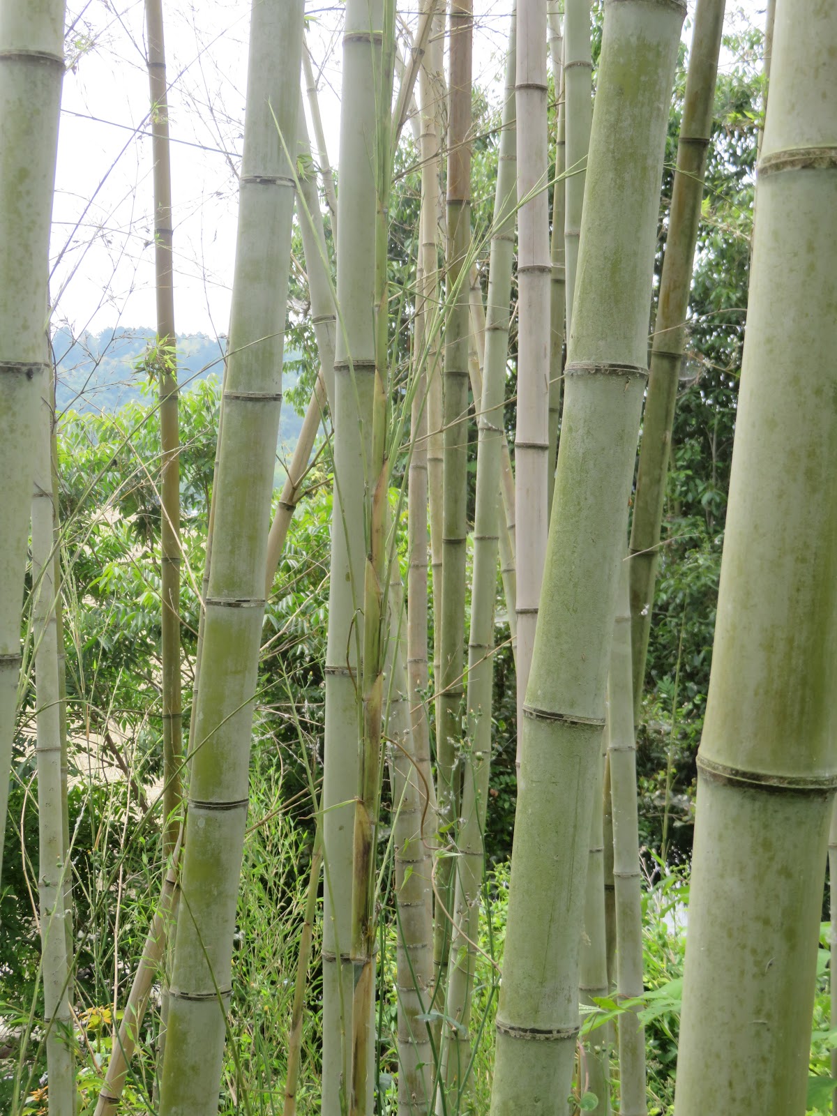 1年に一度 竹の 一斉開花 現象 株式会社バイオーム