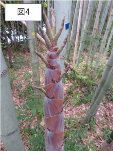 120年に一度？竹の「一斉開花」現象