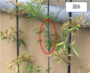 120年に一度？竹の「一斉開花」現象