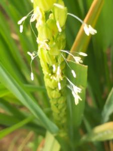 120年に一度？竹の「一斉開花」現象