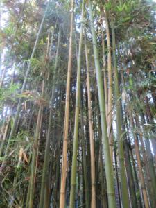 120年に一度？竹の「一斉開花」現象