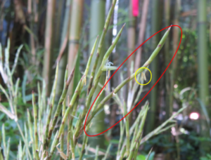 120年に一度？竹の「一斉開花」現象