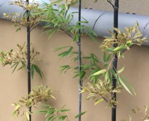 120年に一度？竹の「一斉開花」現象
