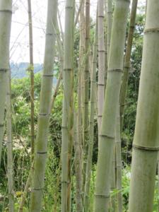 120年に一度？竹の「一斉開花」現象
