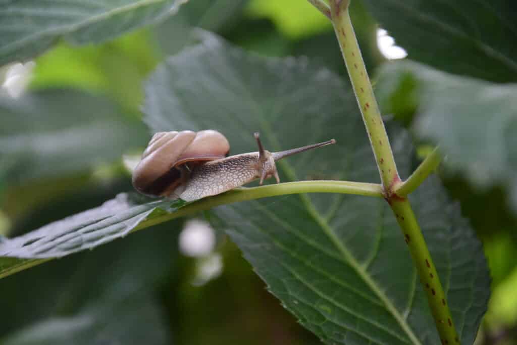 カタツムリ