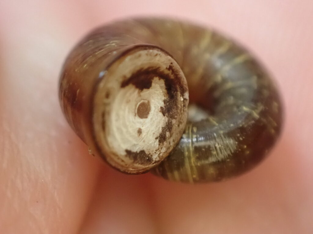 アツブタガイ