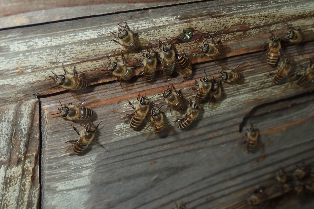 セイヨウミツバチはどうして野生化しないのか - 株式会社バイオーム