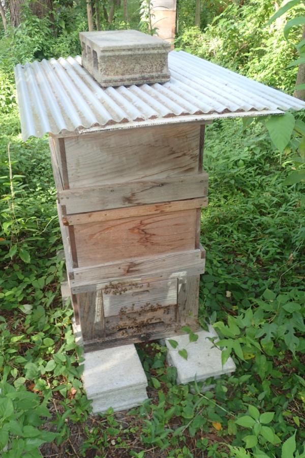 セイヨウミツバチの巣箱
