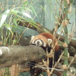 レッサーパンダ