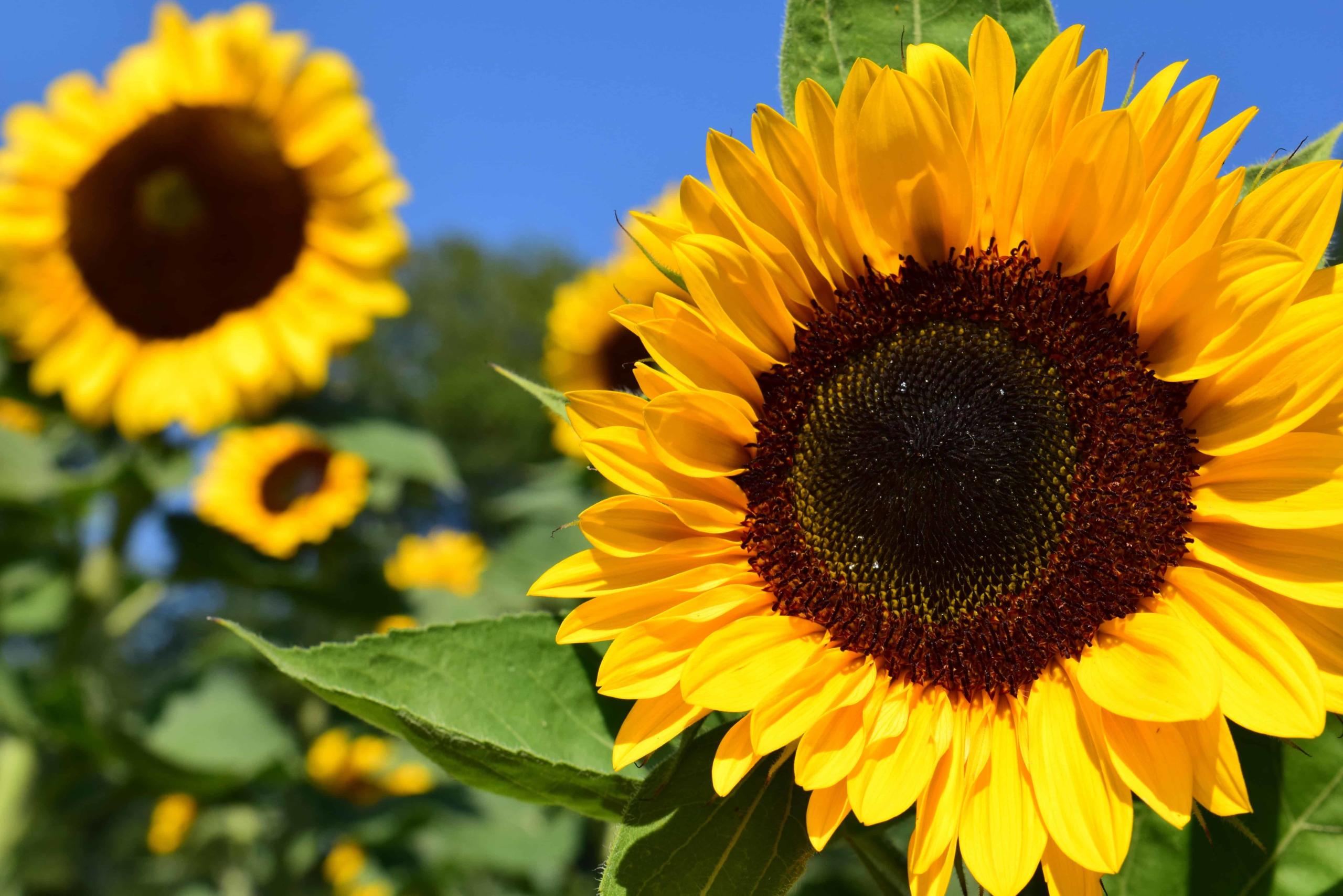 ヒマワリの花は、実は太陽を追いかけない。 - 株式会社バイオーム