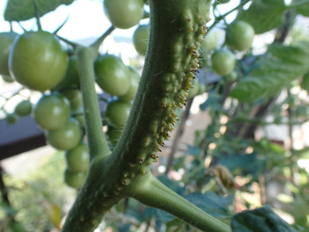 トマトの茎