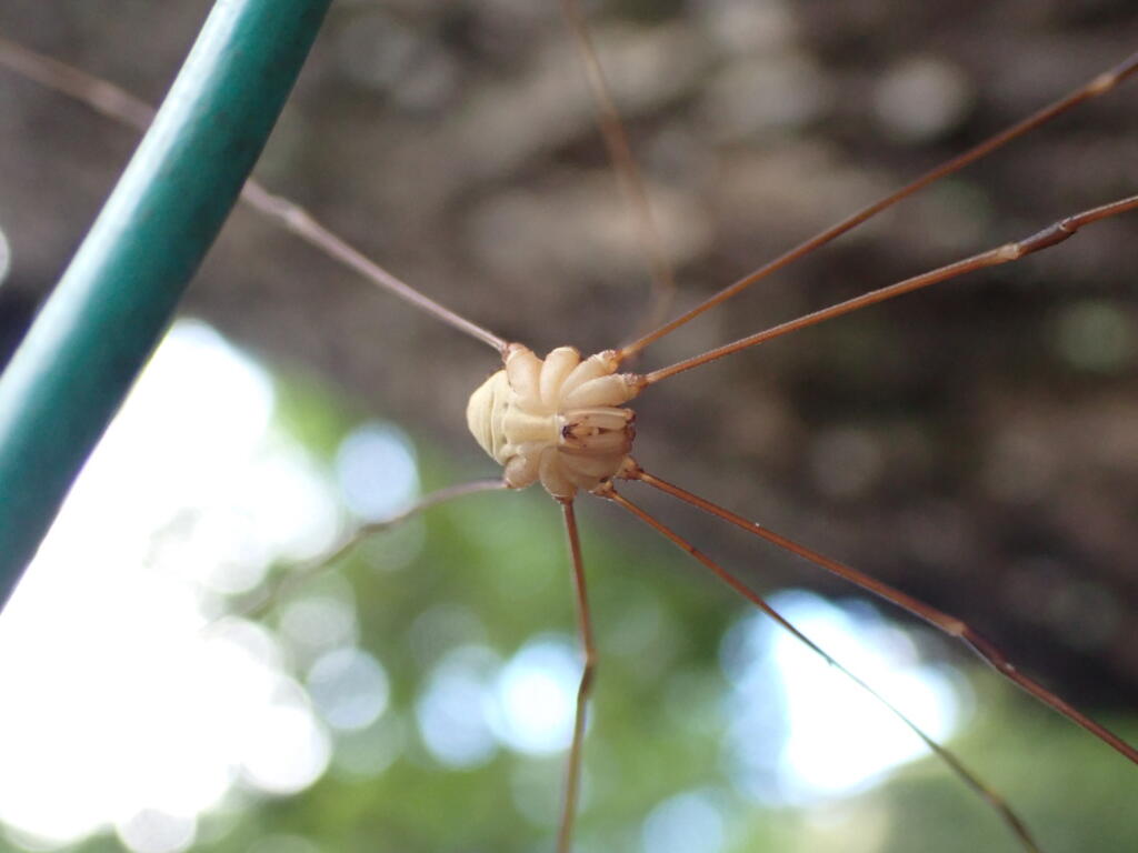 ザトウムシ かわいい