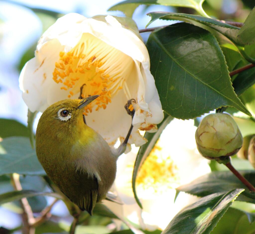 Zosterops_japonicus_and_Camellia_japonica