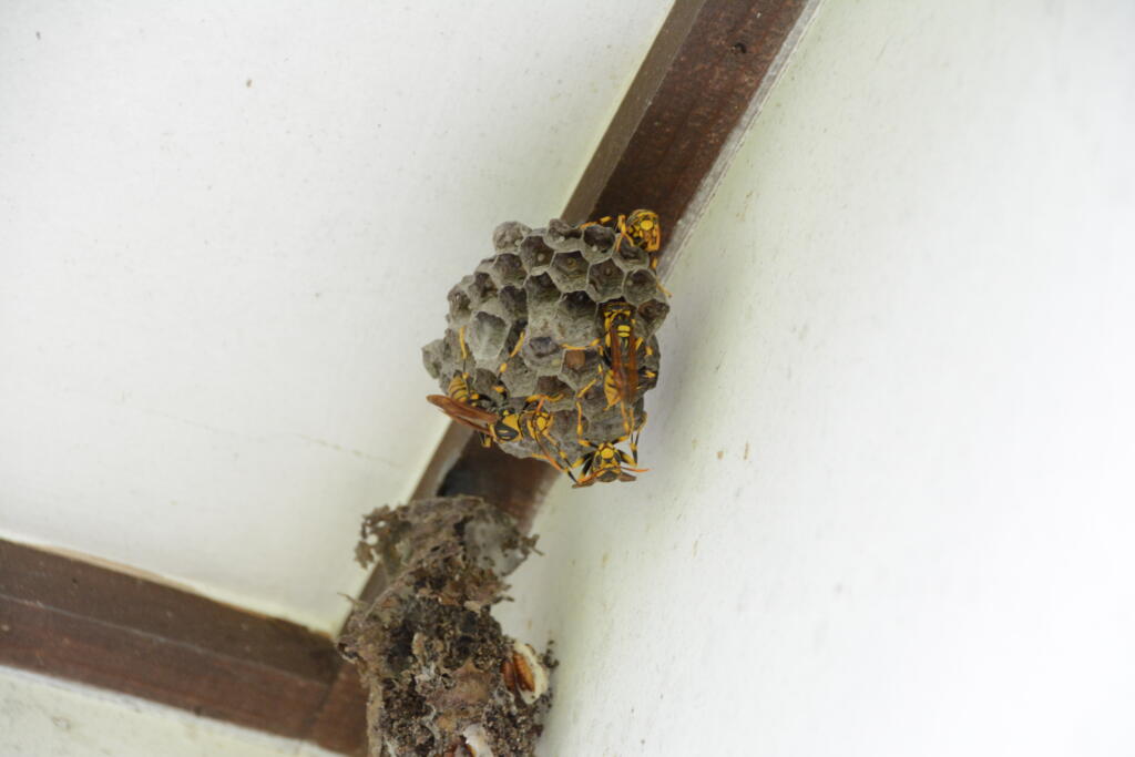 キアシナガバチの巣