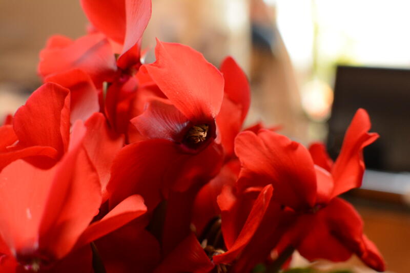 シクラメンってどんな植物? 株式会社バイオーム