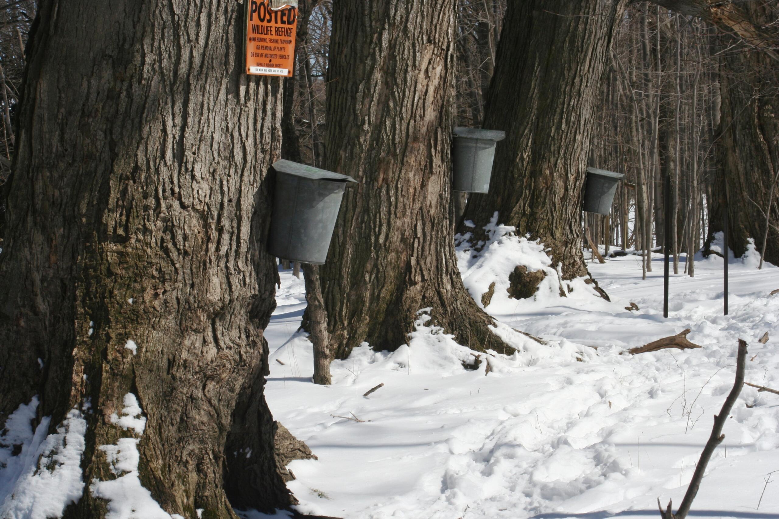 Maple_sap_buckets_-_Beaver_Meadow_Audubon_Center