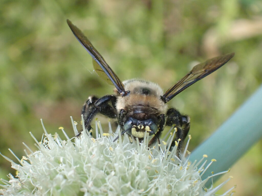 タイワンタケクマバチ