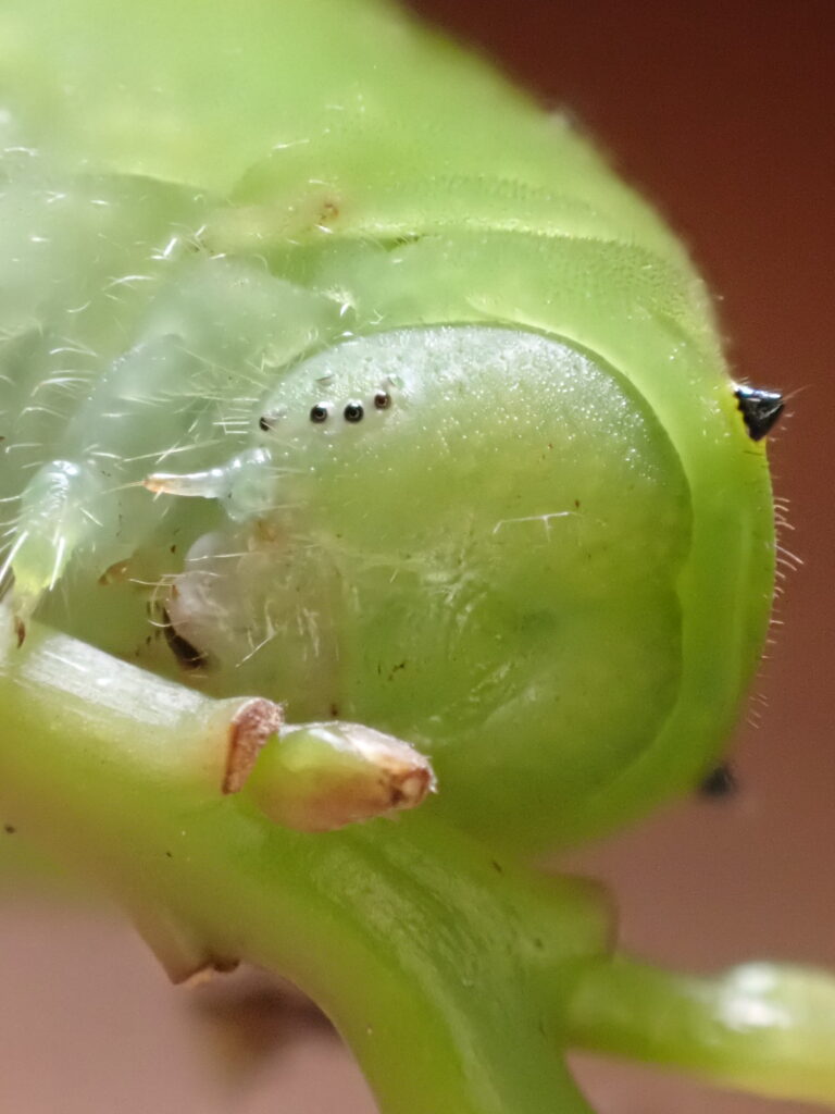 アオスジアゲハの幼虫の口元