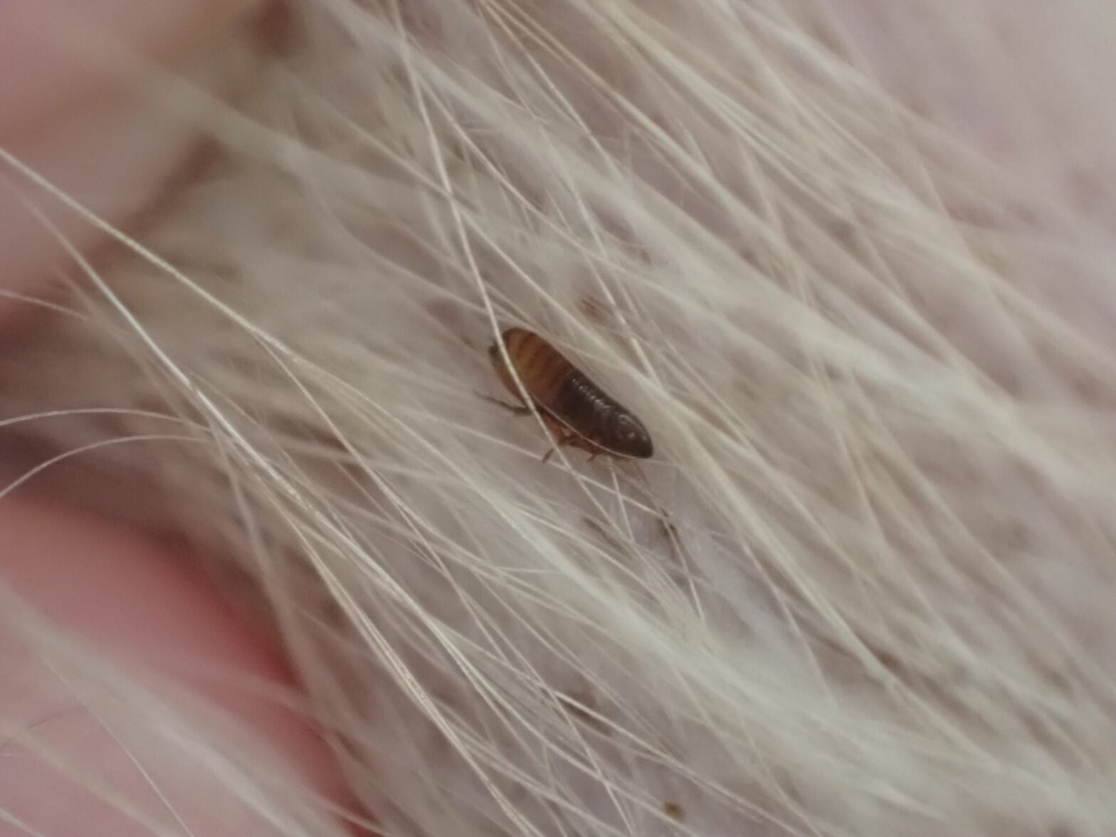 ノミってどんな生き物? - 株式会社バイオーム