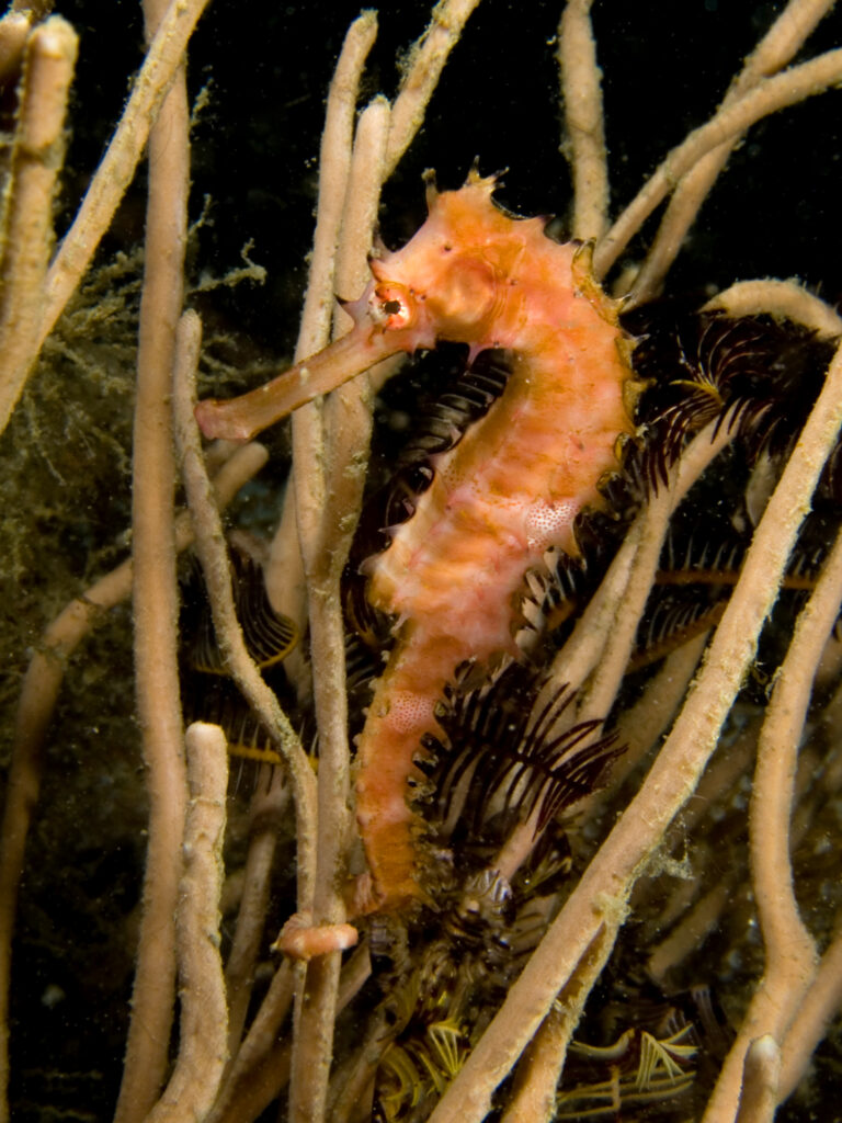 Hippocampus hystrix (Spiny seahorse)