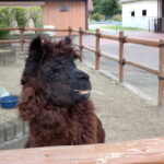 アルパカ