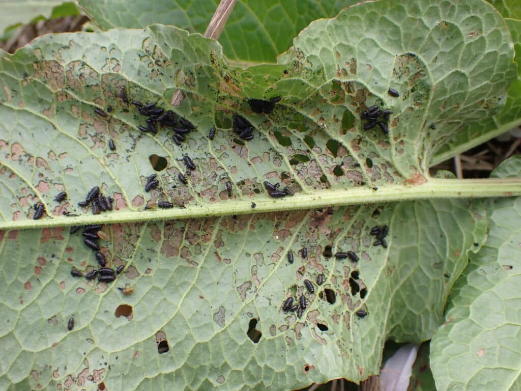 コガタルリハムシの幼虫によって食べられているエゾノギシギシの葉