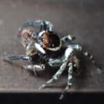 クモの捕食シーン