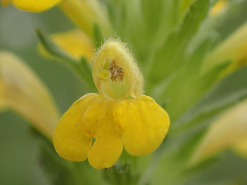 セイヨウヒキヨモギの花のアップ