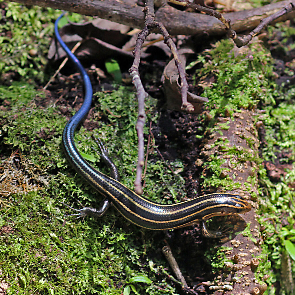 ニホントカゲ（Photo by 𝐊𝐀𝐓.）