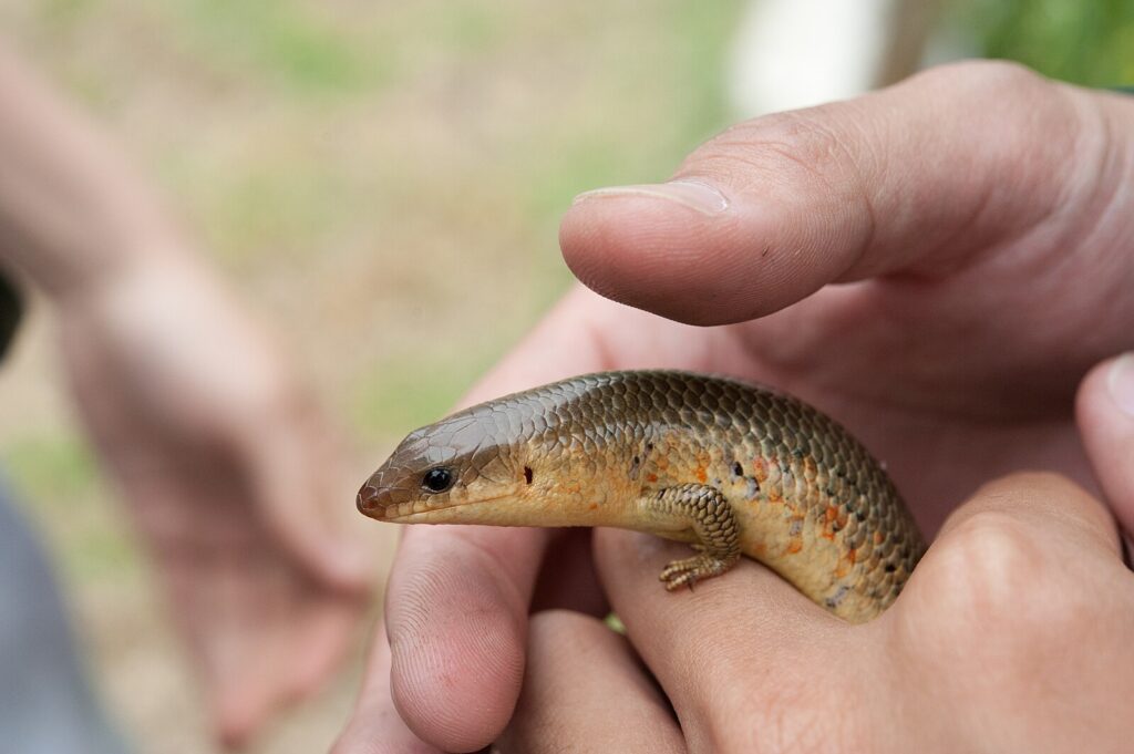 Plestiodon_chinensis