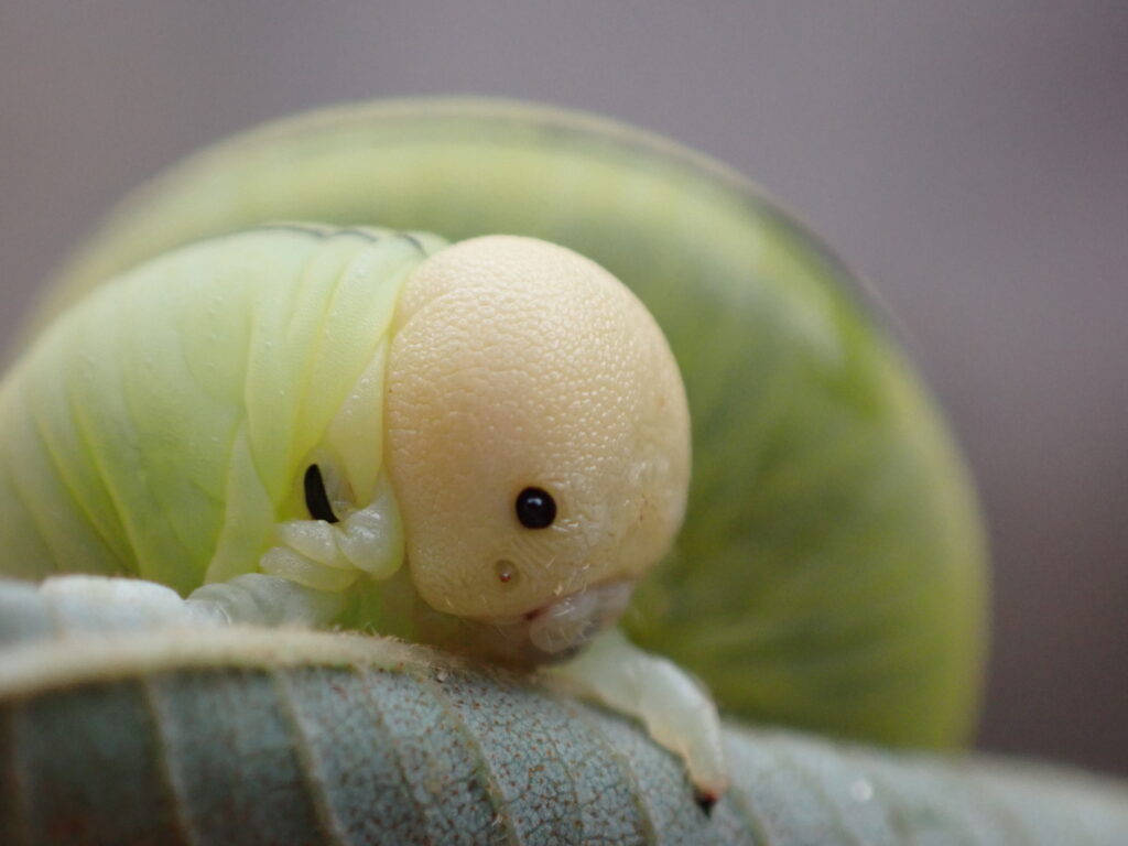 キイロモモブトハバチ