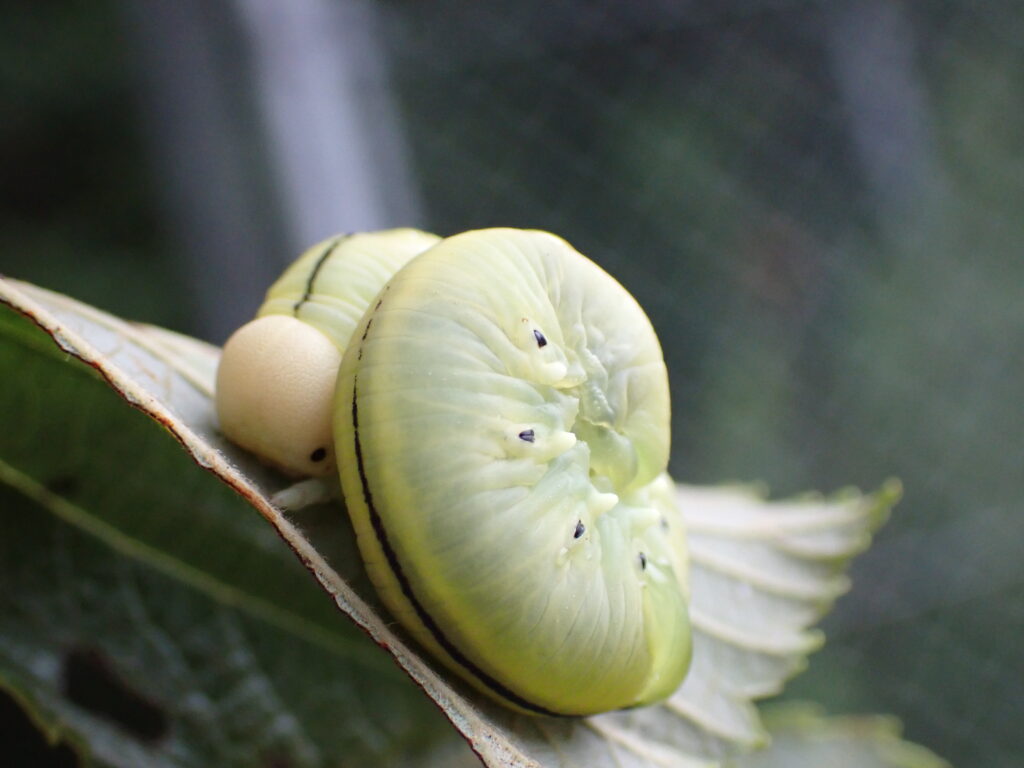 キイロモモブトハバチ