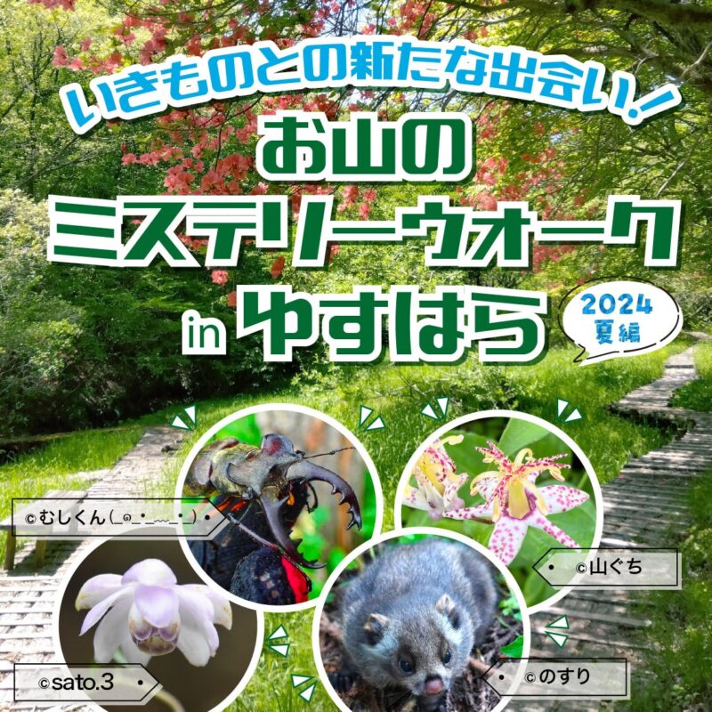 いきものとの新たな出会い！ お山のミステリーウォーク in ゆすはら（2024夏編）