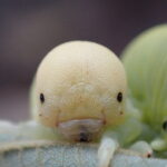 キイロモモブトハバチ