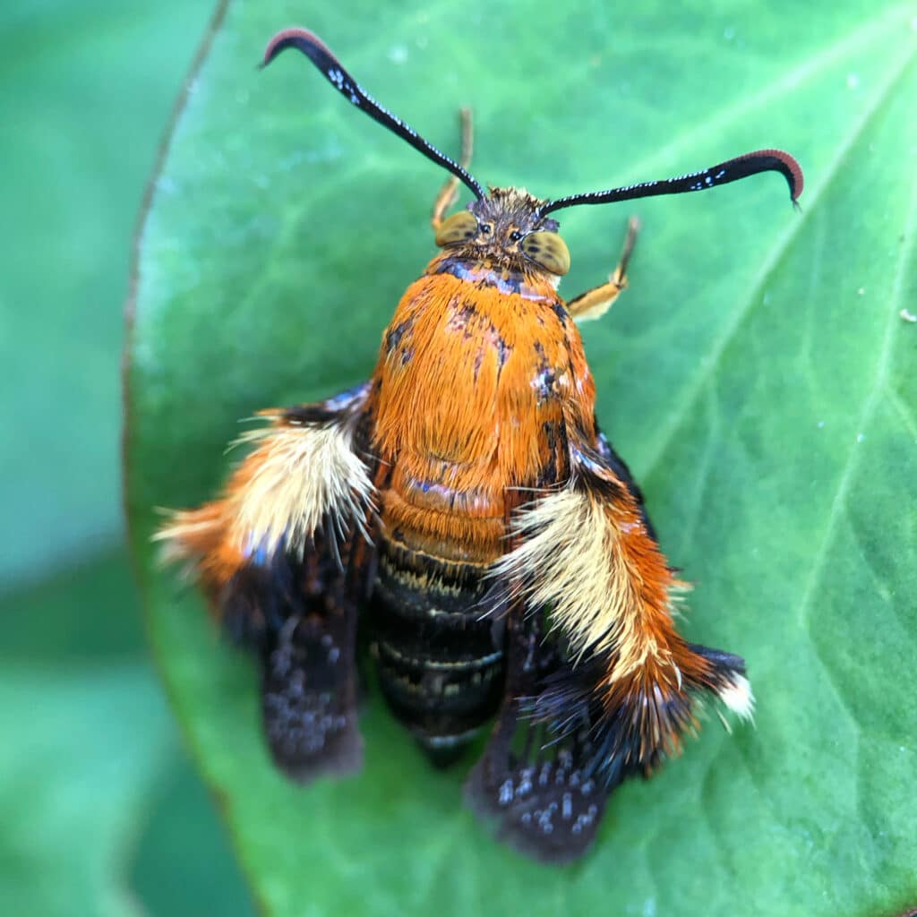 オオモモブトスカシバ