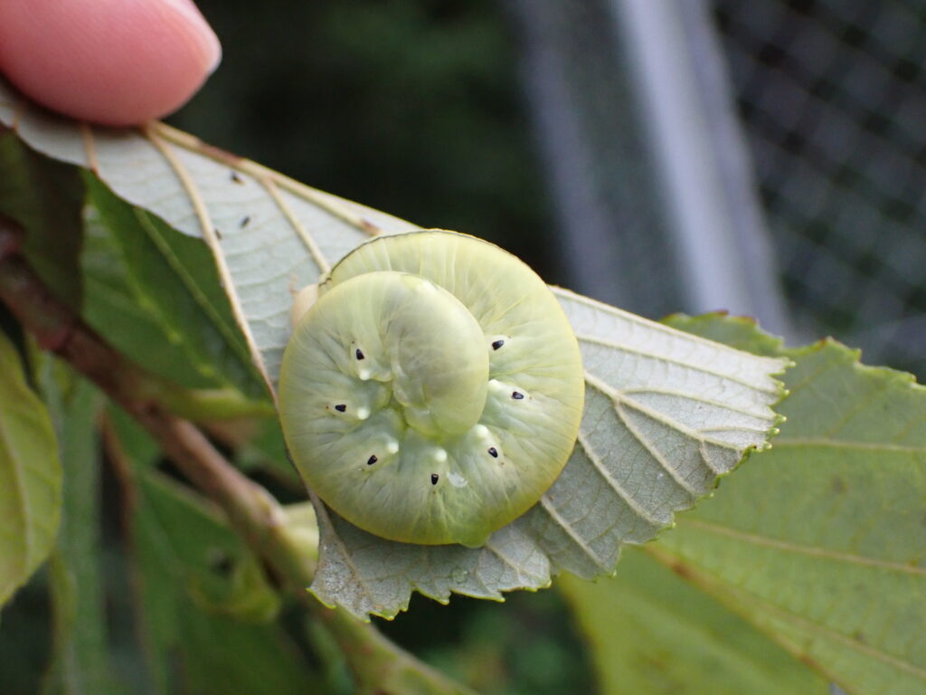 キイロモモブトハバチ