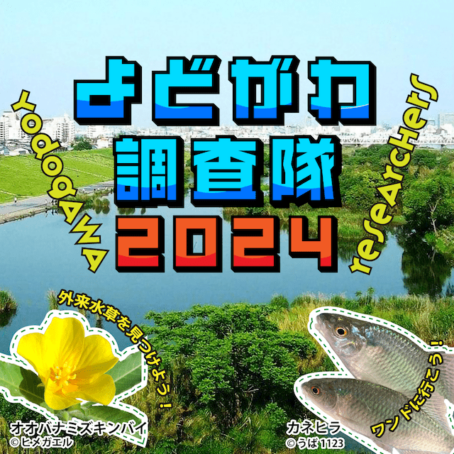 よどがわ調査隊2024〜外来水草と水辺のいきものを探せ！～