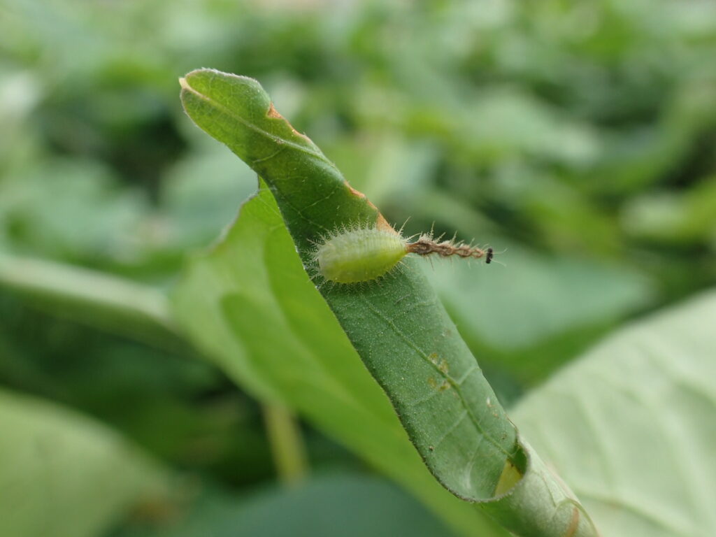 タテスジヒメジンガサハムシ