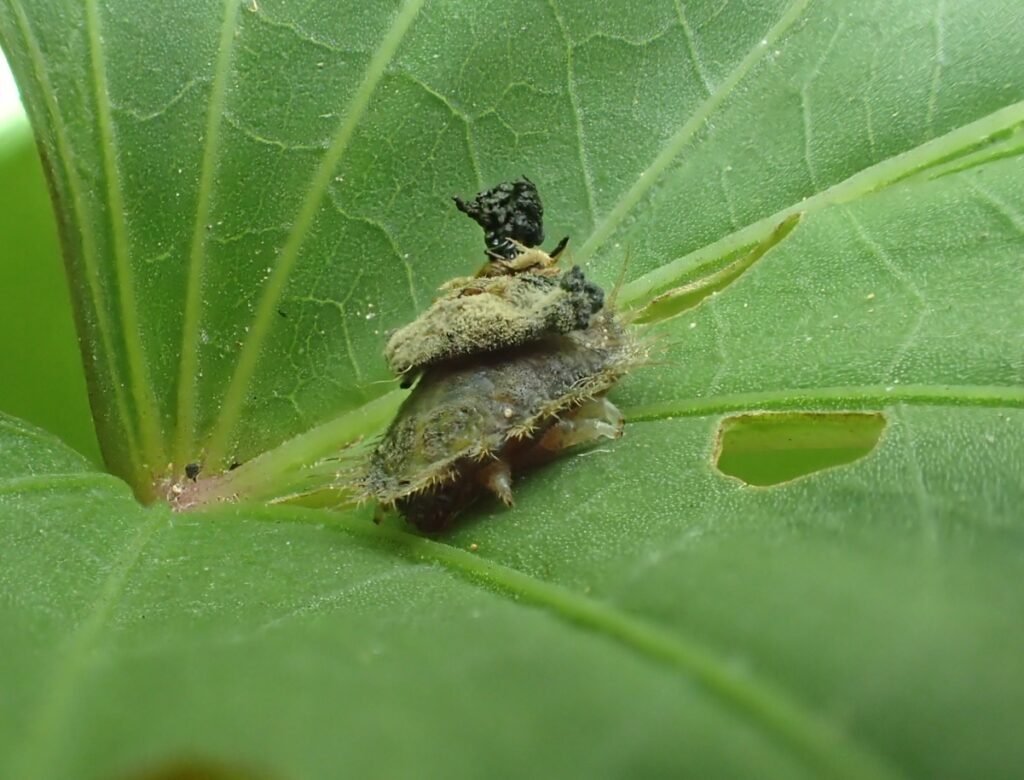 ヨツモンカメノコハムシ