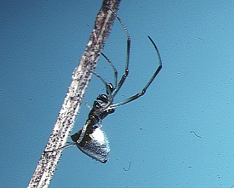 Argyrodes.bonadea.male.-.tanikawa