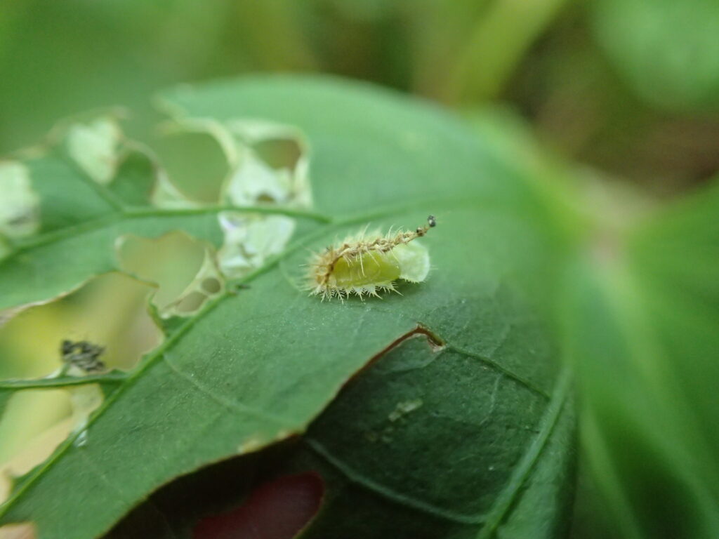 タテスジヒメジンガサハムシ