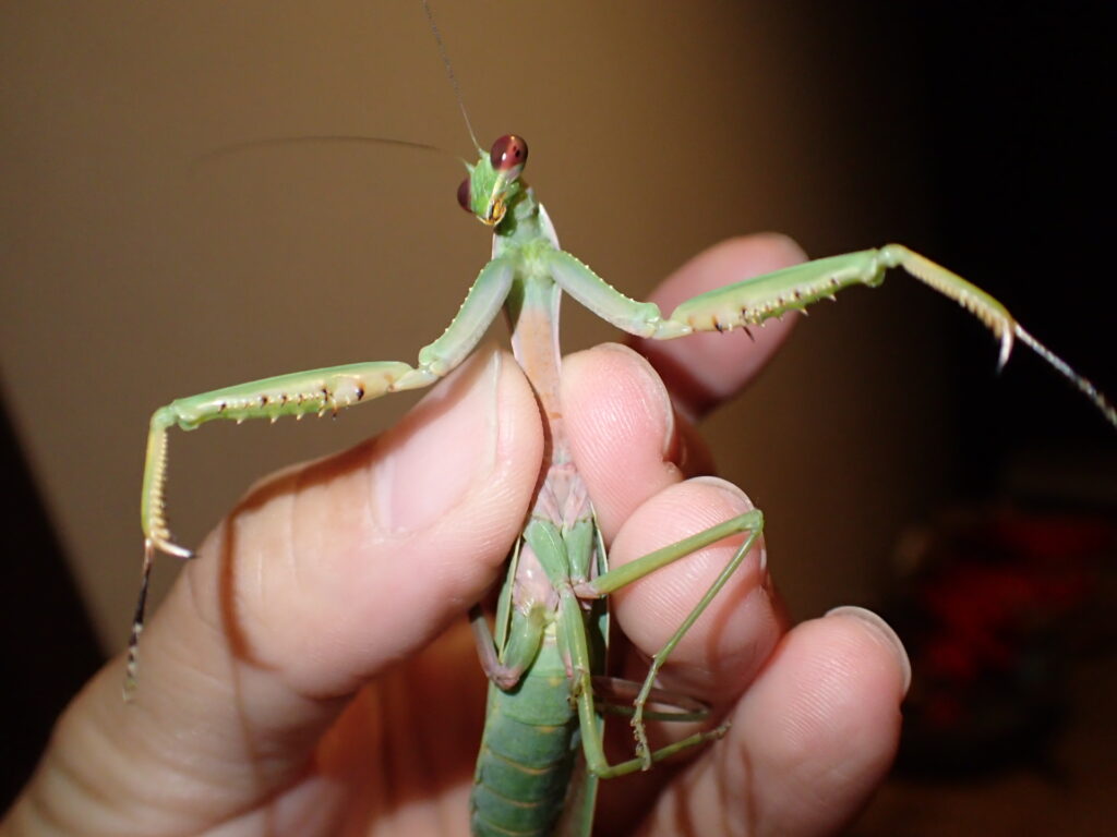 ムネアカハラビロカマキリ