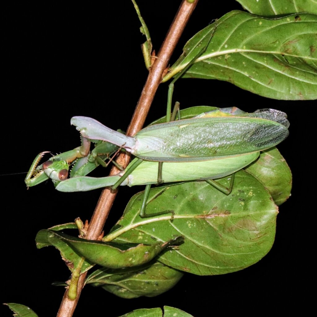 ムネアカハラビロカマキリの交尾（Photo by たなかけ） ：オスの首が無くなっている。