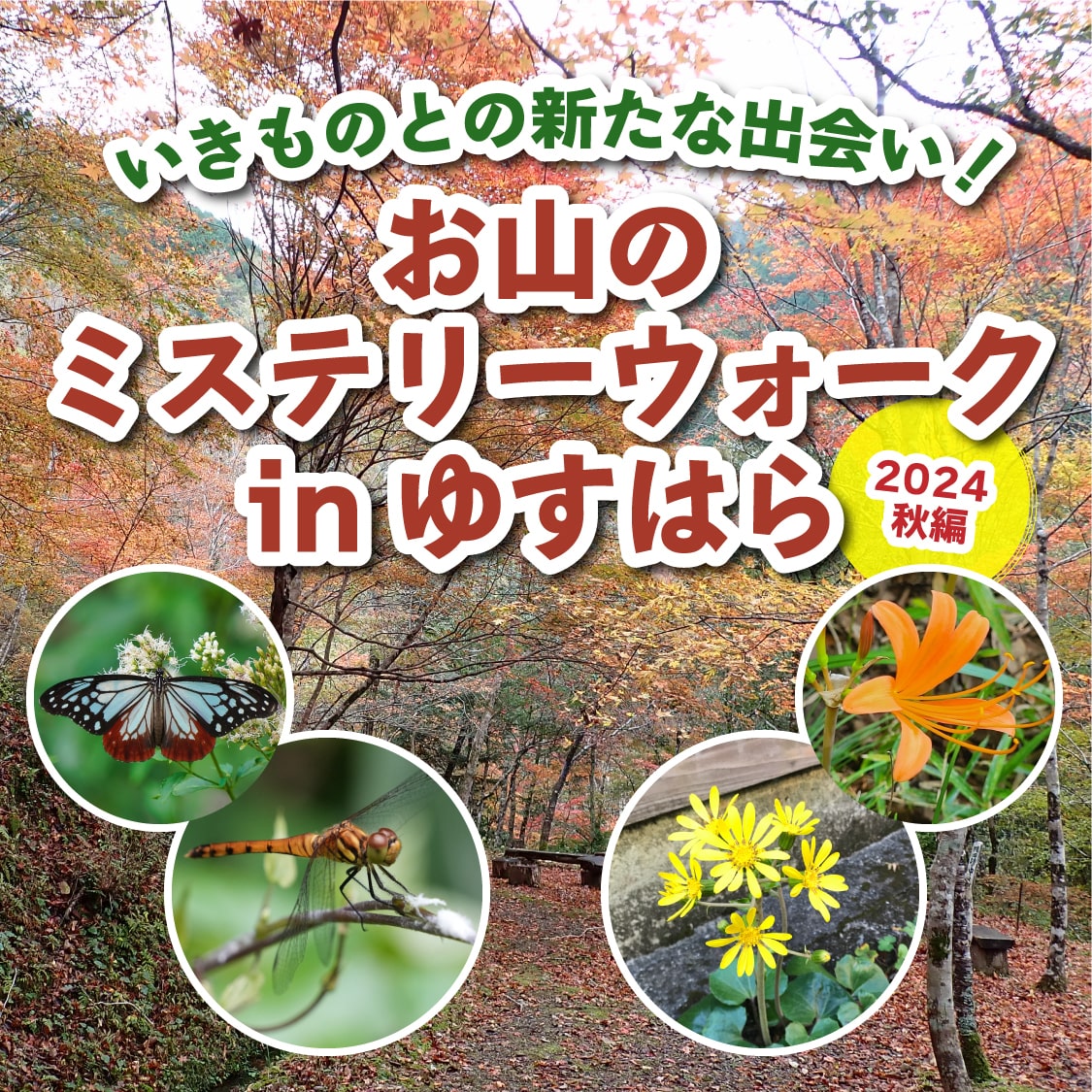 いきものとの新たな出会い！ お山のミステリーウォーク in ゆすはら（2024秋編）