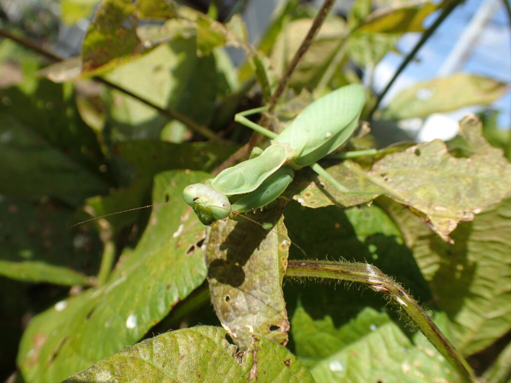 ハラビロカマキリ