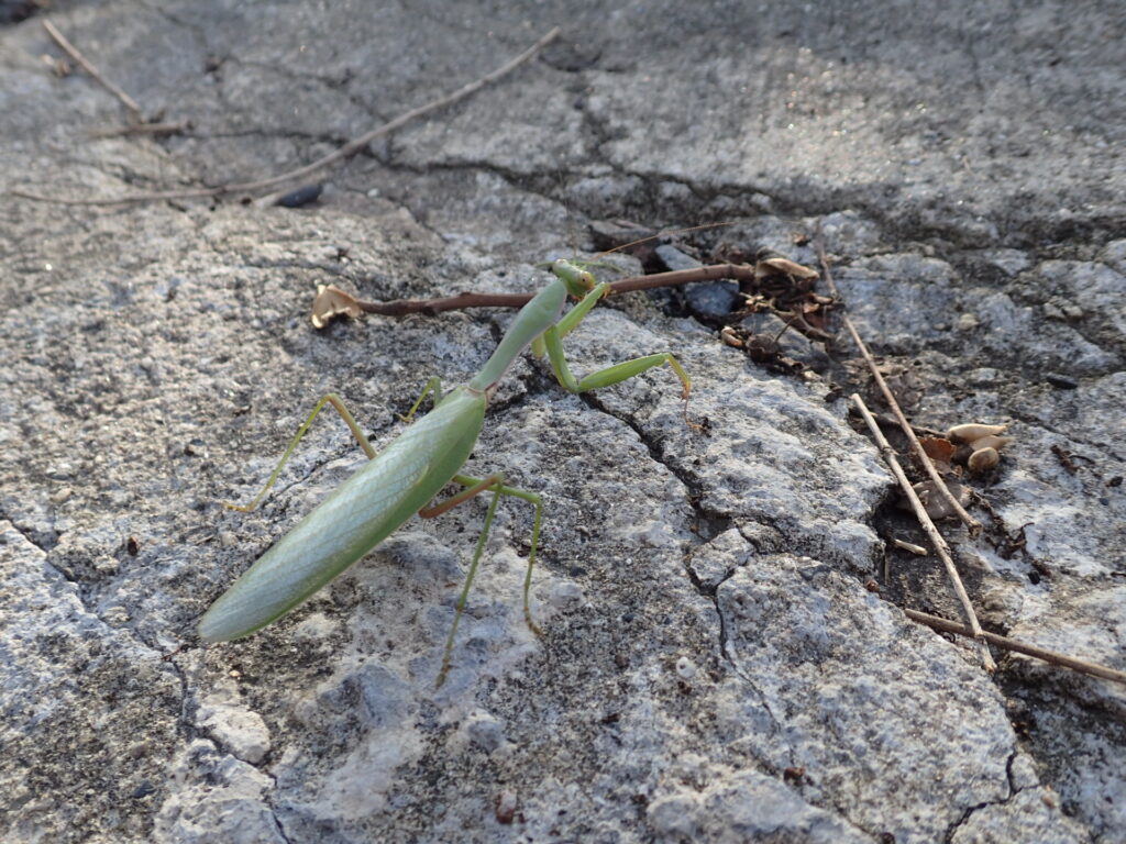 ムネアカハラビロカマキリ